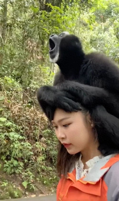 挺秃然的男子爬山被猴子骑脖摘假发