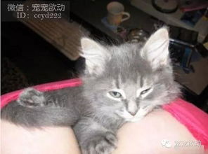 女子1个月逛8次猫咖染上宠物癣——一场关于生活方式的反思