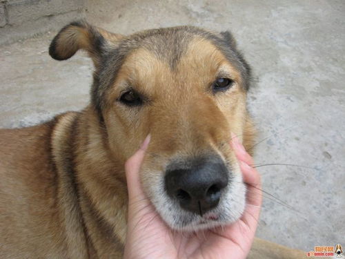 中华田园犬大战2米毒蛇，守护一方安宁