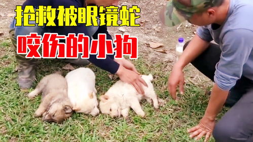 男子夜爬遭蛇咬倒地动弹不得 男子夜爬遭蛇咬倒地动弹不得