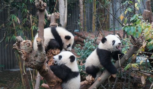 大熊猫彻夜待树上思考熊生——一部寓言式的生活哲理剧 大熊猫彻夜待树上思考熊生——一部寓言式的生活哲理剧