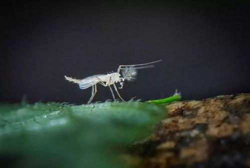 秦岭发现新物种——秦岭缺翅螳
