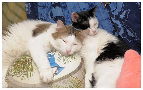 母女家中养超20只猫，恶臭扰邻的尴尬故事