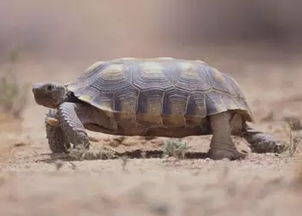 揭秘微商龟的被骗经历