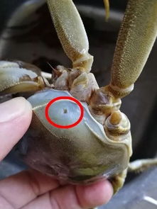 揭秘谣言,螃蟹身上小孔与注水真相 揭秘谣言,螃蟹身上小孔与注水真相