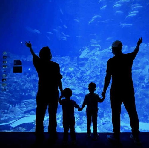 董卿带儿子看刘谦演出，母子共享欢乐时光