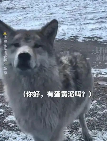 可可西里讨食狼群增多现象的深度观察