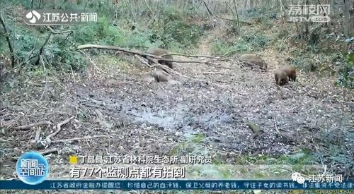 南京野猪密度惊人，每平方公里超四头