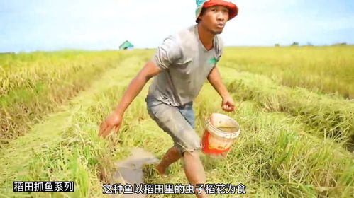 稻田跑腿小哥与警报声的交响曲 稻田跑腿小哥与警报声的交响曲