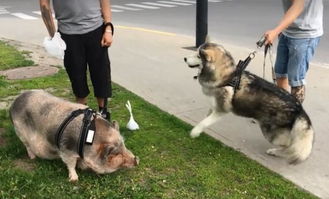 市民散步偶遇鸟界二哈的温暖救援