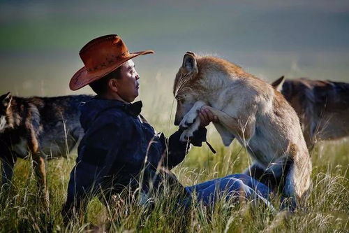 男子三年相伴的野狼伴侣