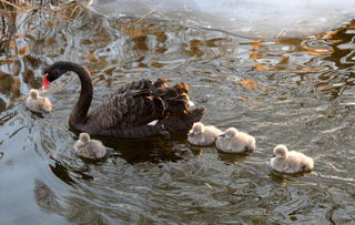 圆明园回应4只黑天鹅陆续死亡_圆明园黑天鹅多少只了