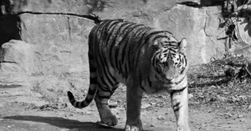 老虎进村扑咬老人快速拉门脱险_老虎进村子视频