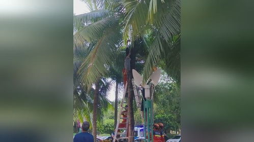 77岁大爷凌晨摘椰子倒挂树上2小时 77岁大爷凌晨摘椰子倒挂树上2小时