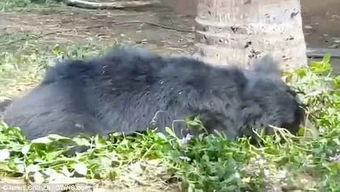 妻子遭黑熊袭击重伤 丈夫持斧杀熊 妻子遭黑熊袭击重伤 丈夫持斧杀熊