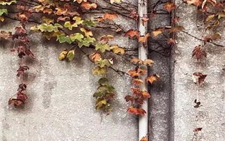 “东北金渐层”树下抱团取暖