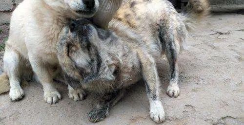 黑龙江有牛被不明动物咬伤 满地是血