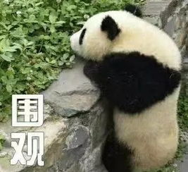 我在澳门“养”国宝