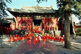 80岁河南大爷到法喜寺拍500岁玉兰