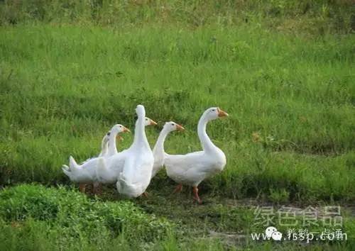 养鹅十多年头一次见鹅热死在水里