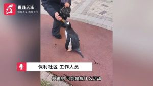 女子在小区里遛企鹅 社区:违法 女子在小区里遛企鹅 社区:违法