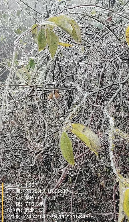 广东冷到“结冰”了