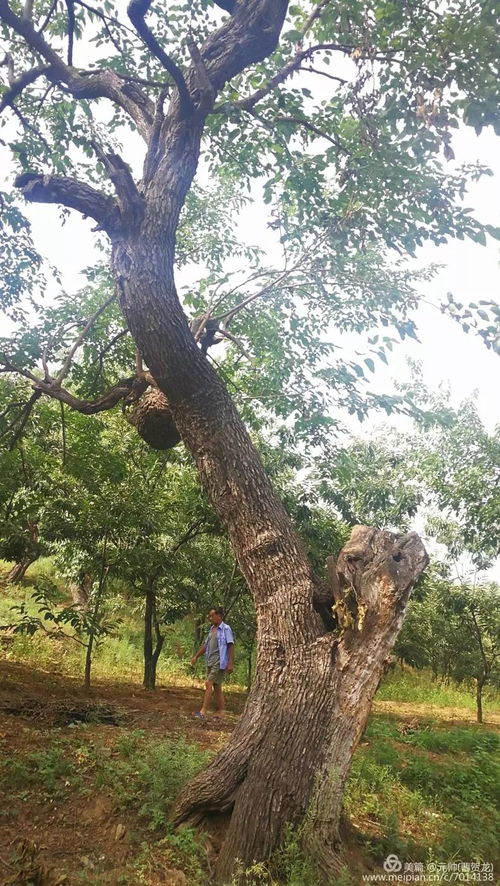 长白山珍稀古树群的发现与探索