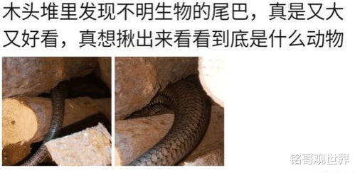女子徒手揪老鼠尾巴被反咬一口