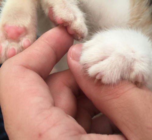 猫咪指甲被睡衣勾住跳芭蕾