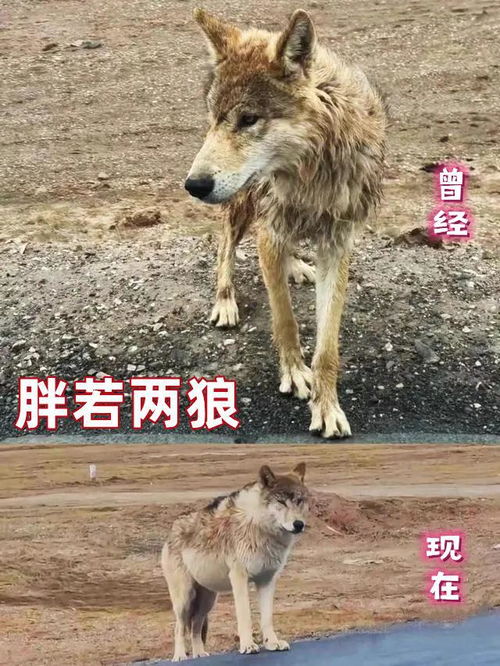 撞死网红狼司机疑似未主动救治