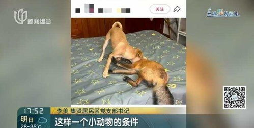 上海一小区有人遛北美赤狐