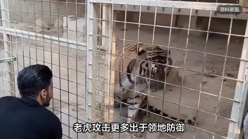 猫咪误入动物园虎园被咬死